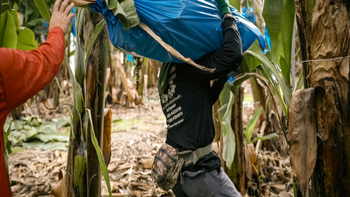 Distribution and Commercialization of Food Products