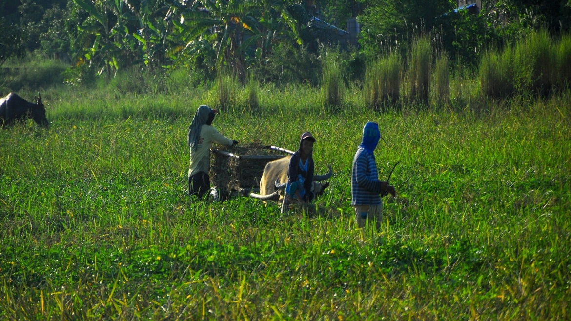 Agricultural Production & Farming Services